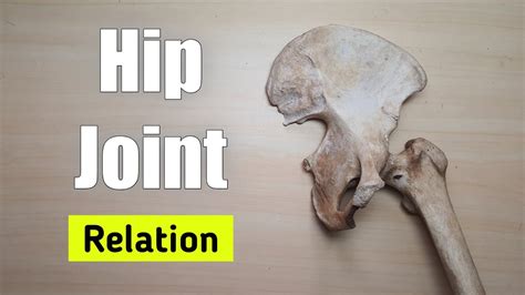 Hip Joint 9 Relation Superior And Inferior Tcml Youtube