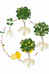 Is A Lemon A Fruit Or A Vegetable A Science Teacher Explains Family