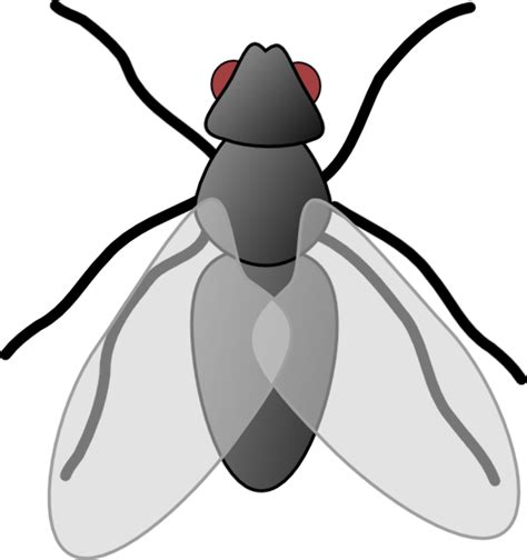 Download High Quality Fly Clipart Flew Transparent Png Images Art