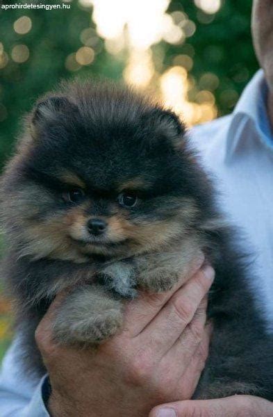 Gyönyörű Fajtatiszta Pomerániai Törpespitz Pomeranian Faj Eladó