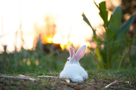 Can A Rabbits Tail Fall Off — Rabbit Care Tips