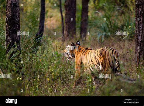Bengal Tiger In Bandhavgarh National Park India Stock Photo Alamy
