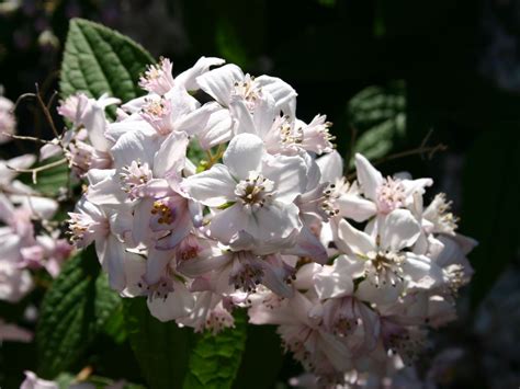 Lees hier alles over de verzorging en snoei van bruidsbloem. Rosendeutzie 'Mont Rose' - Deutzia hybrida 'Mont Rose ...