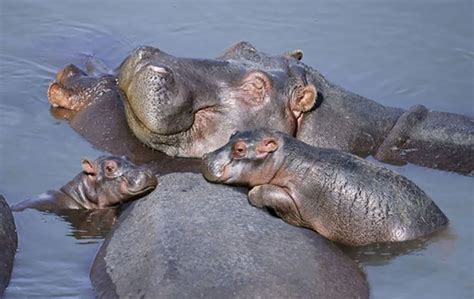 16 Baby Hippos That Will Make Everything Better In 2020 Cute Animals