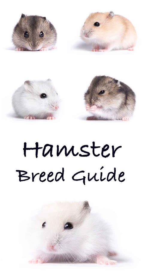 Hamster Breeds Differences Similarities And Choosing The Best One