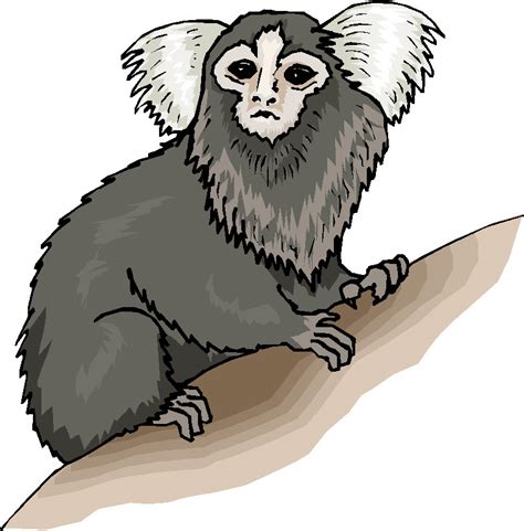 Download Marmoset Clipart For Free Designlooter 2020 👨‍🎨