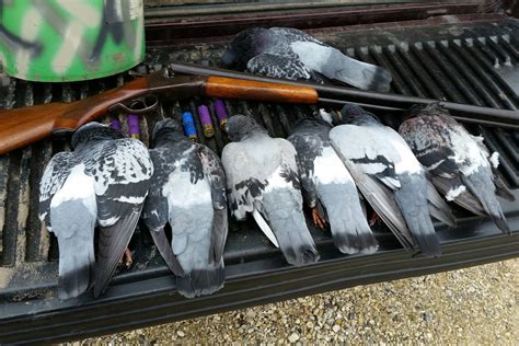 √ Pigeon Hunting Season Mn Alumn Photograph