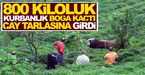 Köyümüze ait fotoğraflardan oluşan bir bideo. Rize'de 800 kiloluk kurbanlık boğa kaçtı