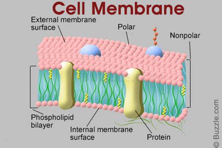 Maybe you would like to learn more about one of these? The Fascinating World of Cell Organelles and Their Functions
