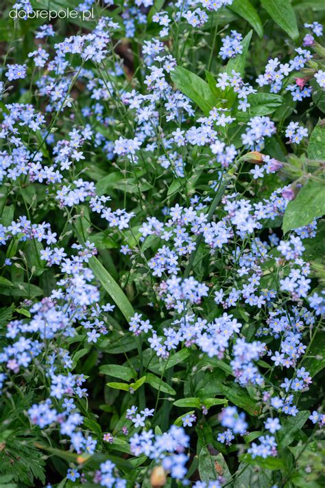 Szkółka Bylin Dobrepole Myosotis sylvatica compacta Victoria Light Blue niezapominajka leśna