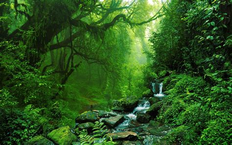 Jungla Amazonului Forest Backdrops Forest View Jungle Wall Mural