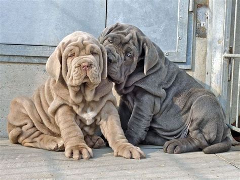 What Are The Big Wrinkly Dogs Called