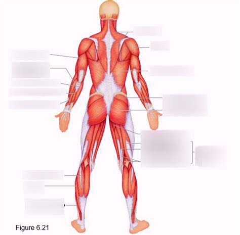 Superficial Muscles Posterior Diagram Quizlet