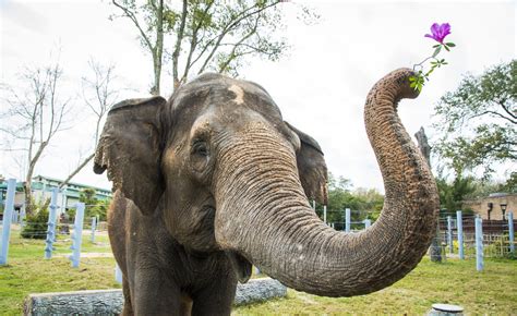 Asian Elephant The Houston Zoo