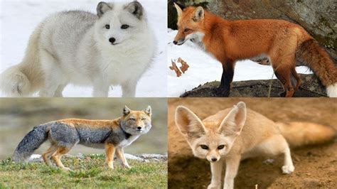 All Fox Species (Genus Vulpes) - Species List - YouTube