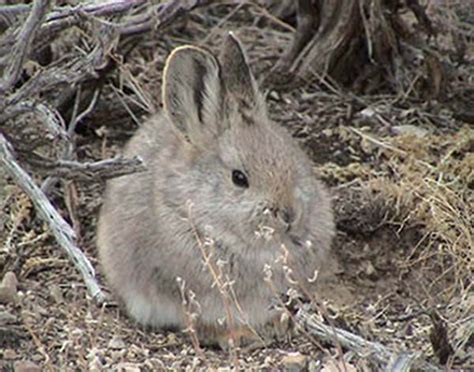 Pygmy Rabbit Brachylagus Idahoensis Mammal