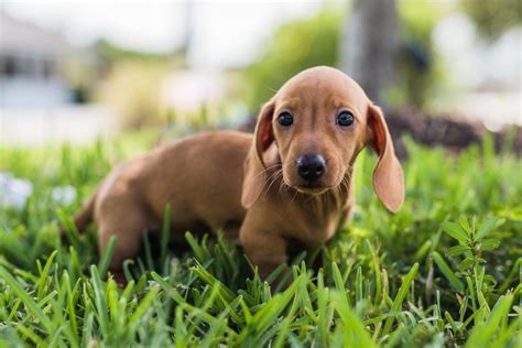 Dachshund Puppies For Sale Florida - perfectmypets