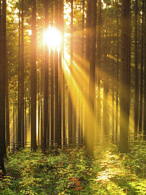 Sunlight Rays Through Trees