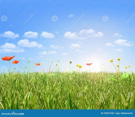 Poppies And Dandelion Fieldblue Sky And Sun Stock Photo Image Of