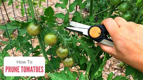 Maximizing Your Tomato Plant S Lifespan Tips For Pruning Watering