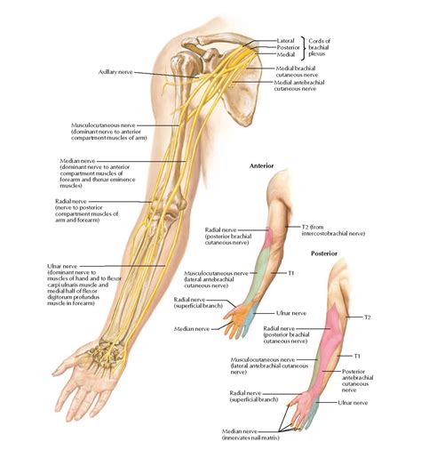 Nerves Of Upper Limb Anatomy Pediagenosis