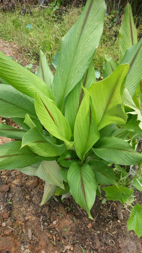 Kunyit hitam ini merupakan tanaman asli dari daerah india. HERBA DALAM NILAI PERUBATAN DI KEBUN BELAKANG RUMAH (KBR ...