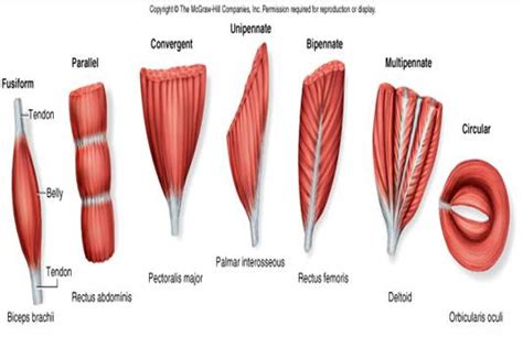 Muscle Shapes Function Follows Form