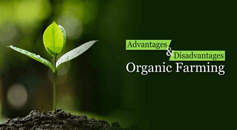 Advantages And Disadvantages Of Organic Farming