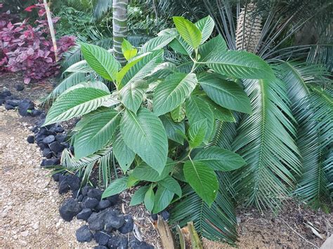 Id Tropical Looking Plants Other Than Palms Palmtalk
