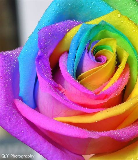 Pin By Tina Jiang On Photography Rainbow Roses Beautiful Roses