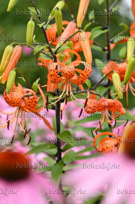 Image Tiger Lily Lilium Lancifolium Splendens Syn Lilium Tigrinum