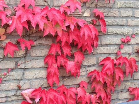 Autumn Fall Leaves Vine Photos In  Format Free And Easy Download