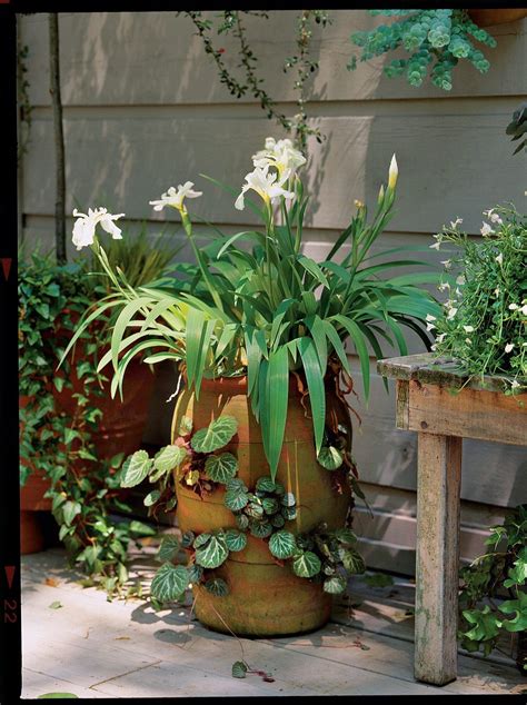 Our Best Container Gardening Ideas Container Gardening Plants