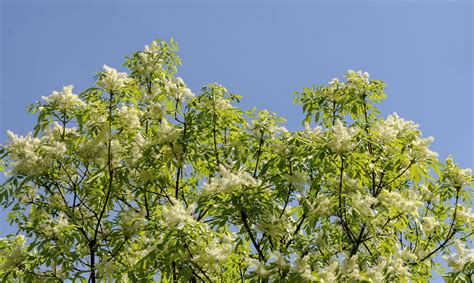 Japanese Lilac Tree Care And Growing Guide