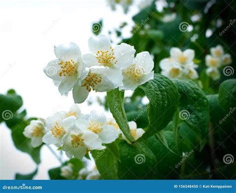 White Blossoms With Water Drops In A Tree Stock Photo Image Of White