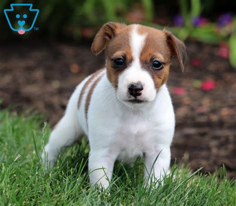 The pup is named for the reverend john russell who developed the terrier breed for english fox hunts the 1800's. Princess | Jack Russell Terrier Puppy For Sale | Keystone Puppies
