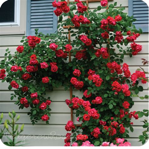 Growing Blaze Climbing Rose Blaze Climbing Rose I Believe This Is