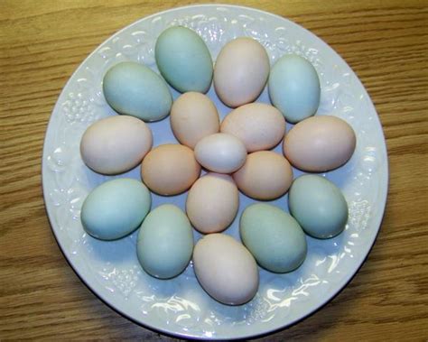 We collected up to 46 ads from hundreds of classified sites for you! Bantam "Surprise" Assortment - Cochins, Silkies, Seramas ...