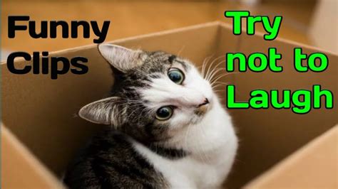 Try Not To Laugh Funny Cats Moments This Video Will Make You Laugh
