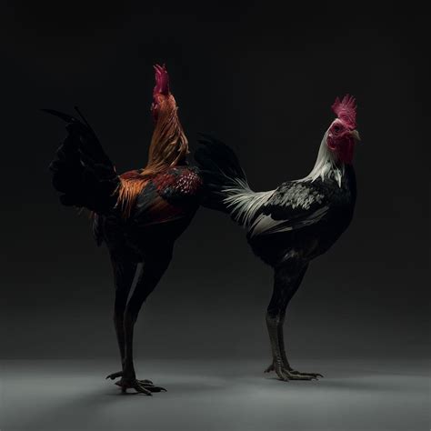 Majestic Portraits Of Chickens Taken By Italian Photographers PlayJunkie