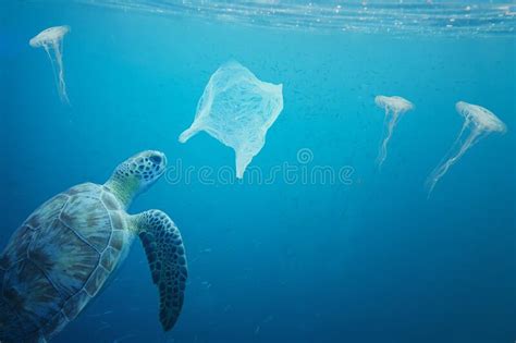 A Sea Turtle Going To Eat A Plastic Bag Stock Photo Image Of Natural