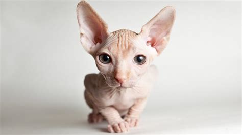 Sphynx Cat Breed Information And Their Facts
