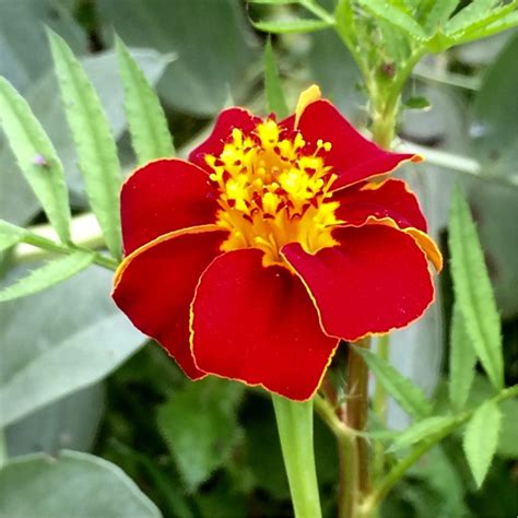 Check spelling or type a new query. Tagetes patula 'Cinnabar', French Marigold 'Cinnabar' in ...
