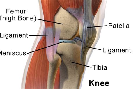 Knee Pain With Jumping Core Physical Therapy Explains C O R E