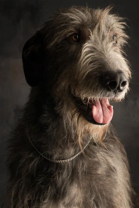 94 Best Irish Wolfhound Images On Pinterest Irish Wolfhounds