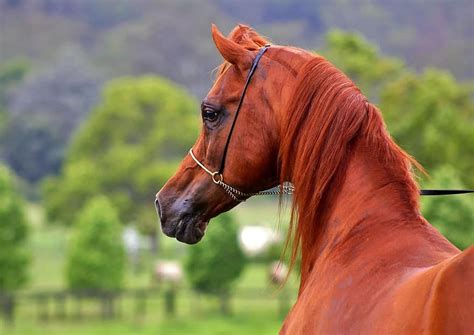 100 Arabian Horse Names Ideas For Distinct And Smooth