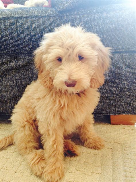 Puppy F1b Puppies Goldendoodle Roscoe