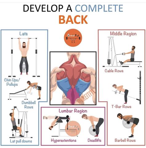 Crafting A Strong Lower Back With Effective Gym Exercises Fresh Peak Pro