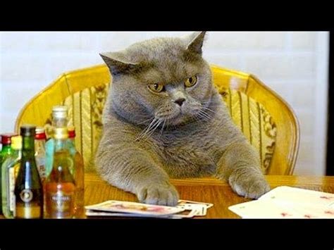 As much as we'd like to believe it, the sad truth is, our cat doesn't actually have nine lives. Humorous videos of cats, dogs and other animals - Funny ...