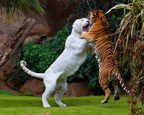 White Liger Liger Vs Tiger Fight Amazing Photo Of The